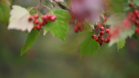 Hawthorn medicinal plant with red ripe berries. Crataegus monogyna, single-seeded hawthorn, mayblossom, maythorn, quickthorn, whitethorn, motherdie and haw. Shallow DOF, 4K