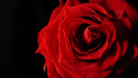 Red rose on black. The view from the top. The flower rotates. 4K. HD