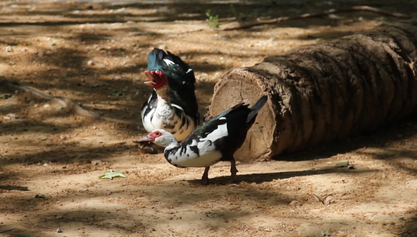 Ducks shaking their heads up