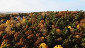 Aerial view of colorful forest near a residential area in autumn. Orange, yellow, brown, green trees on sunny day. 4K stabilized drone video.