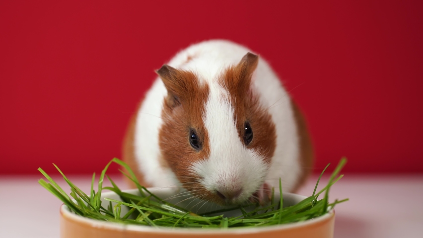 Closeup view 4k video of cute funny white and brown home guinea pig pet eating fresh green grass with great appetite. Domestic animal portrait isolated at red background. Studio shot.