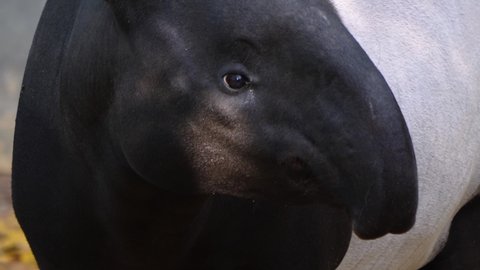 Close up of tapir head, nose and eye	