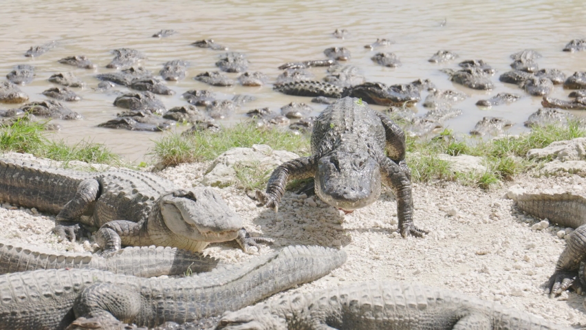Alligators at Everglades National Park in Florida