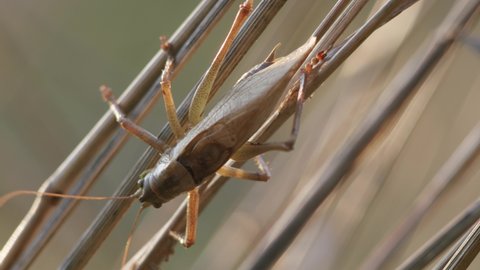 Bush cricket in late autumn evening light chirping on grass stem
