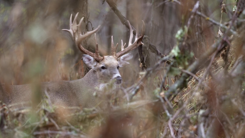 A large, white tailed buck with an impressive set of antlers pauses to look up while grazing in the forest. Royalty-Free Stock Footage #1061754388