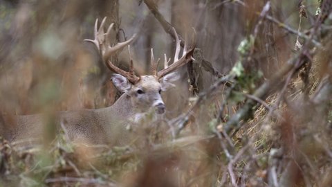 A large, white tailed buck with an impressive set of antlers pauses to look up while grazing in the forest.