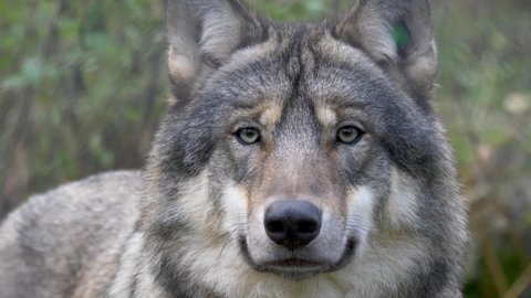 Majestic Eurasian Scandinavian Grey Wolf looking around amidst cold forest - Close up portrait