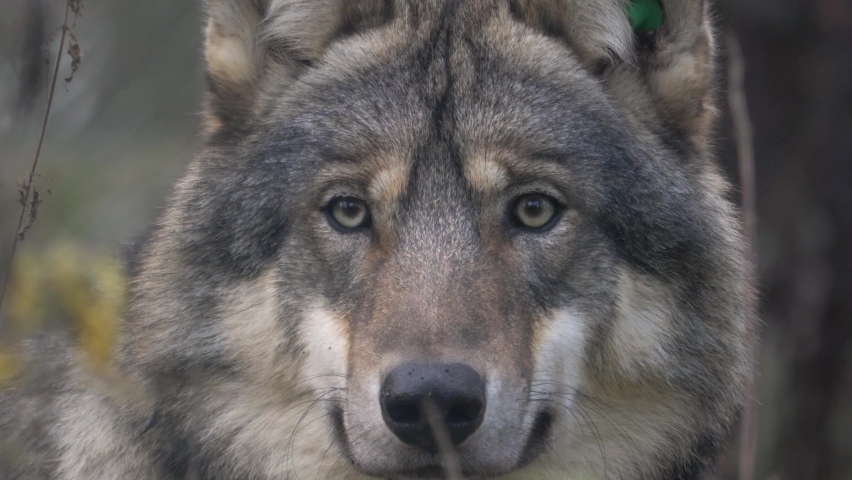 Eurasian Scandinavian Grey Wolf with piercing grey eyes, staring head-on and licking his snout - Extreme close up Royalty-Free Stock Footage #1061755780