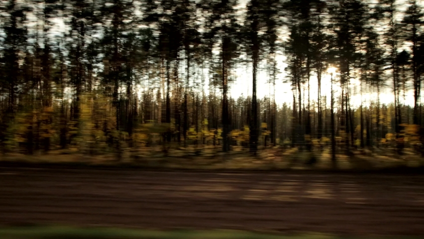 Sunlight shines through the trees, beautiful nature. Car window view, background, landscape, copy space