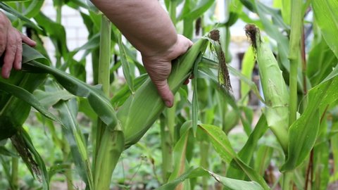 Woman picks cobs of sweet corn from green plant, background, agriculture