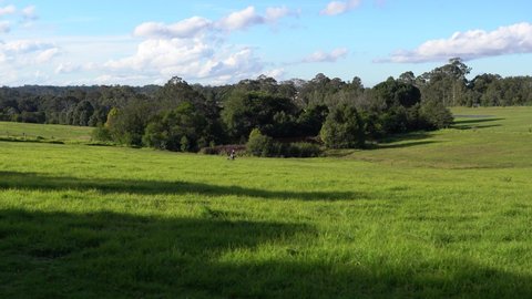 A blonde hear boy with pony-tail and an australian cattle dog run along a sunlit green grass meadow playing with each other running towards camera. Trees in background under a blue cloudy sky