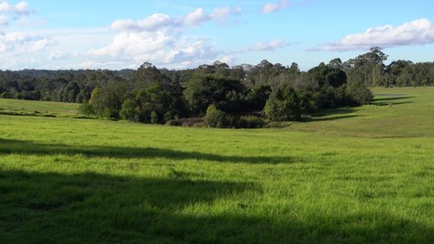 A blonde hear boy with pony-tail and an australian cattle dog run along a sunlit green grass meadow playing with each other running away from camera. Trees in background under a blue cloudy sky