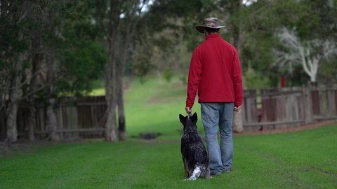 A man in a leather hat and a bright red jacket trains an australian cattle dog puppy to walk by the heel in a rural area with a green grass, trees and a wooden fence. Both walk away from camera
