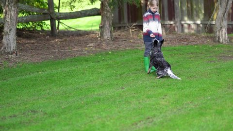 A boy with a long pony-tail blonde hair trains a blue heeler puppy on a green grass.