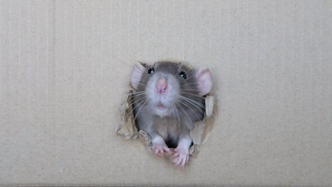 Curious domestic cute home rat looking / peeking out of a hole in a box