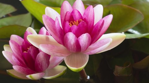 Timelapse of pink lotus water lily flowers opening in pond, waterlilies blooming