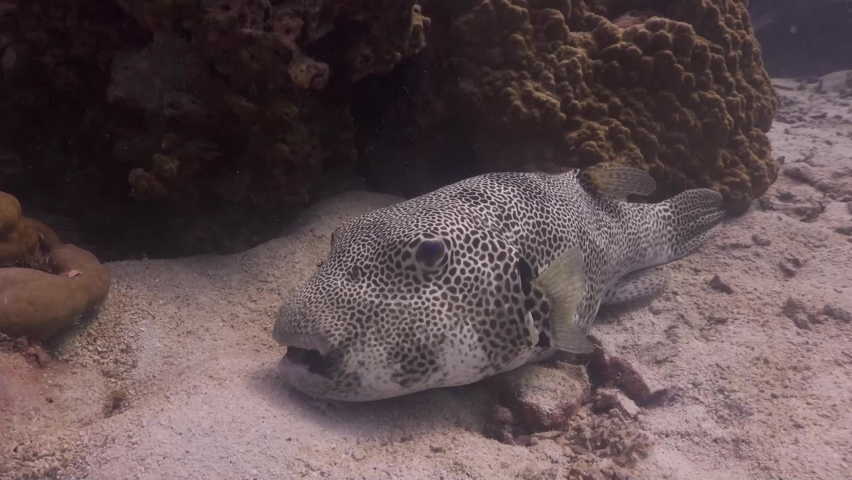 Giant Pufferfish close up resting on sand in Koh Tao, Thailand