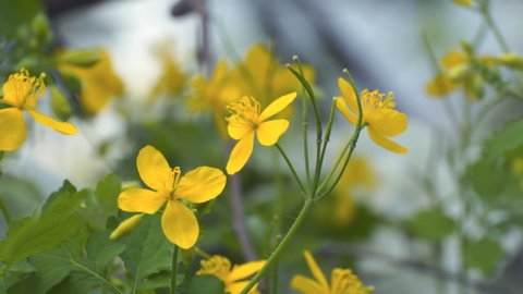Small yellow flowers of celandine are swayed by a light breeze