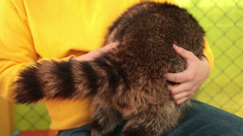 Raccoon close-up, plays hugs man's hand. Friendship of a person and small coon. Muzzle animal, contact zoo. Day, light.