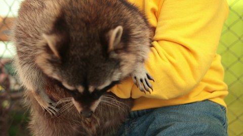 Raccoon close-up, plays hugs man's hand. Friendship of a person and small coon. Muzzle animal, contact zoo. Day, light.