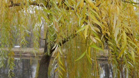 Close-up of branches of weeping willow with yellow leaves over water in autumn.