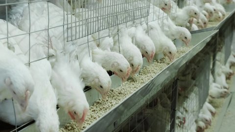 Chicken Farm, poultry. Chicken broilers Eating grain Raised in a chicken farm. Chickens farm and breeder. Chickens in a cage on a chicken farm eat feed.
