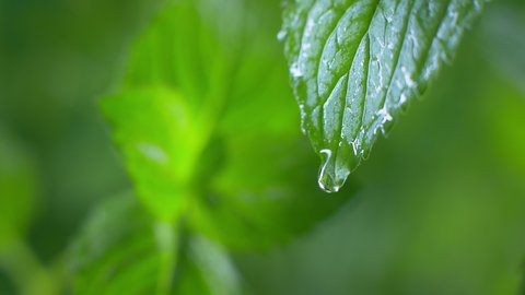 A drop of dew falls from a fresh mint leaf. Water rain drop on fresh green leaf for nature background of close up dew drop fall from leaf.