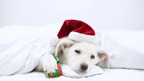 Young puppy wearing red santa's hat lies under blanket on a bed at home.