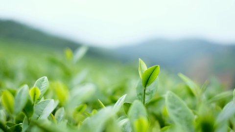 Swaying green tea shoots in plantation or farm. Young & fresh tea shoots or leave that grow in plantation ready to be picked. Drinking green tea is healthy. Organic tea plantation and nature concept. 