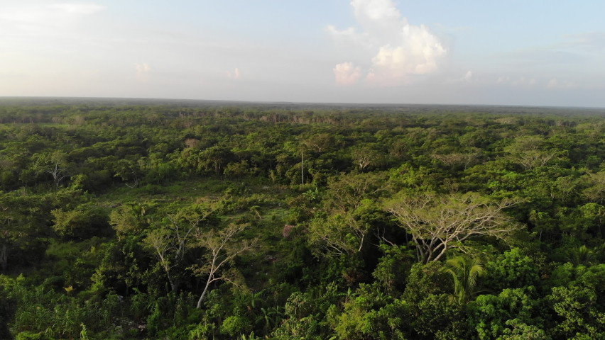 Aerial view of an indigenous village in the Peruvian jungle Animal and ...