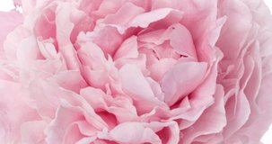 Beautiful pink Peony background. Blooming peony flower open, time lapse, close-up. Wedding backdrop, Valentine's Day concept. 4K UHD video timelapse