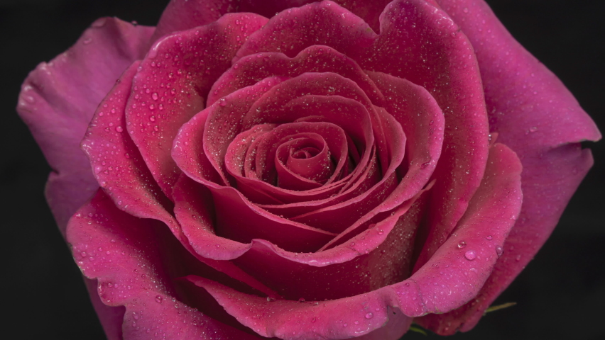 Beautiful opening pink rose . Petals of Blooming pink rose flower open, time lapse, close-up. Holiday, love, birthday design backdrop. Bud closeup. Macro. 4K UHD video timelapse