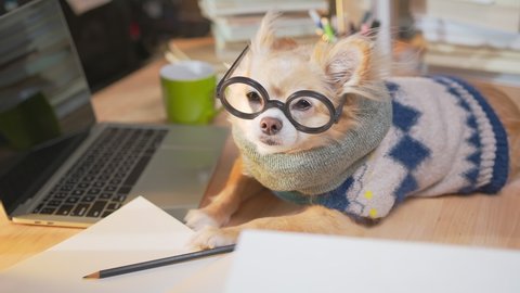 nerd chihuahua dog wearing glasses wearing working costume with laptop and notebooks morning light from window work at home concept