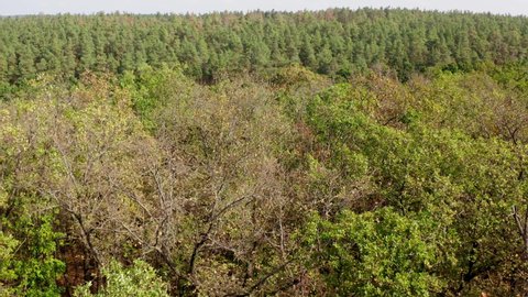 Old trees in the forest. Green and leafless trees in summer. Nature scenery of woodland in a sunny day. Low drone flight over the trees.