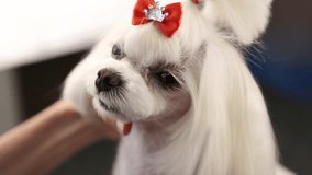 White Maltese puppy being groomed at pet grooming salon,filmed in close up video clip.Professional pet grooming service,royalty free footage.Groomer takes care of beautiful decorative dog with bow