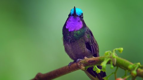 Hummingbird in the natural habitat in a forest of Costa Rica