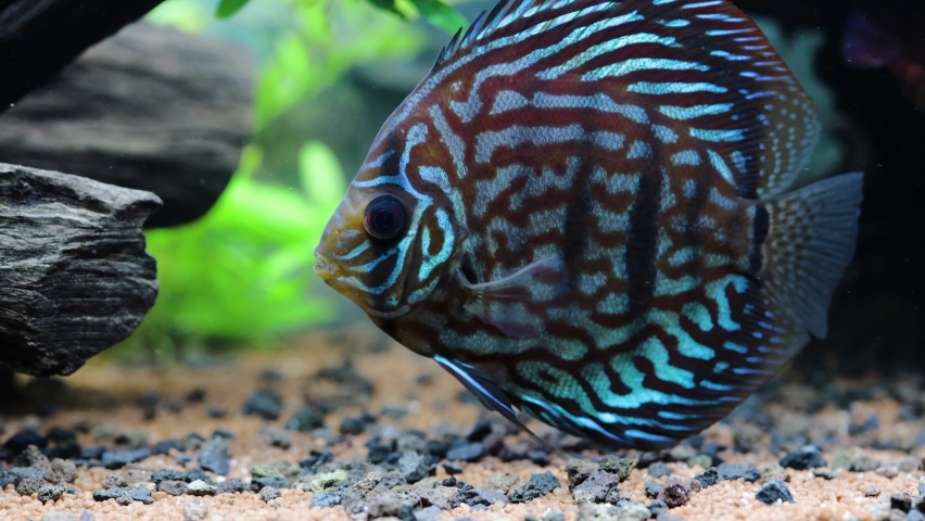 Close up view of gorgeous tiger turks discus aquarium fish. Hobby concept.
 | Shutterstock HD Video #1061789098