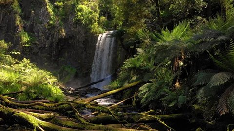 Waterfall in the rainforest, soft light on the tree ferns, Otway, Victoria, Australia