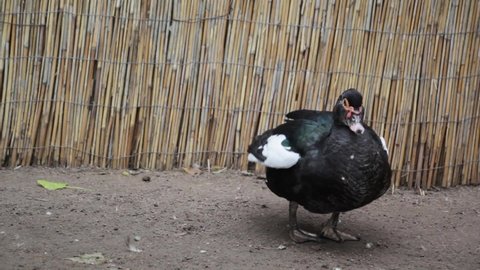 Muscovy duck (Cairina moschata) is a large duck, domesticated