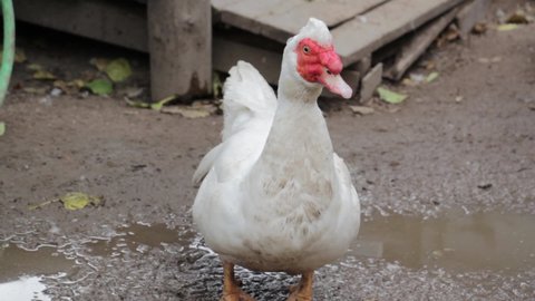 Muscovy duck (Cairina moschata) is a large duck, domesticated