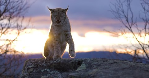 Eurasian lynx walks on a mountain in beautiful evening light