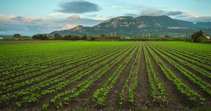 Timelapse 4k, Agricultural field cultivated with rows of vegetables. countryside landscape