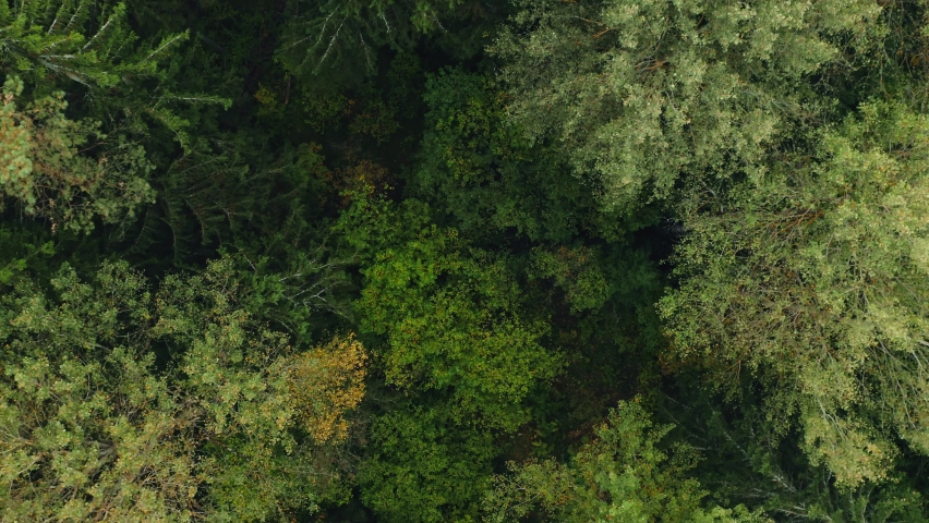 Top down view of autumn forest, fall woodland aerial shot. Drone fly over pine trees and yellow treetops. Zoom out and spin colorful texture in nature. Flight over woods, natural background in motion Royalty-Free Stock Footage #1061799538