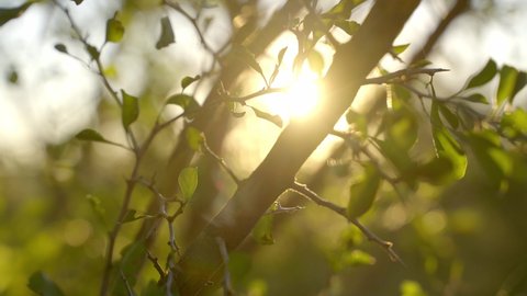 Sun Burns Through Leaves and Branches at Golden Hour in Slow Motion and 4k