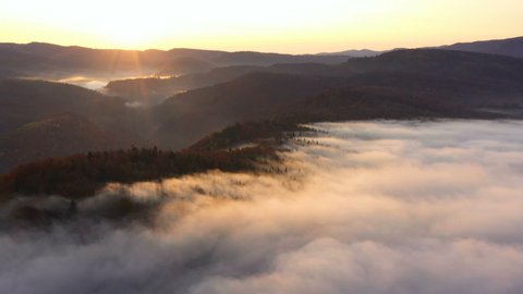 aerial view of misty foggy morning autumn mountains with the clouds floating through the pine forest trees at the beams of rising sun
