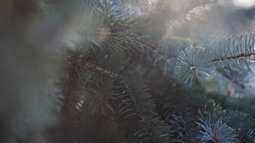 Closeup view of green Christmas tree branches isolated in magic sunlight. Abstract natural 4k video background.