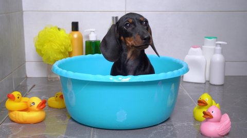 Cute dirty dachshund puppy is put in plastic basin to bathe, and baby dog sits obediently waiting for procedure. Washcloth, shampoo bottles for pets and rubber toy ducks around