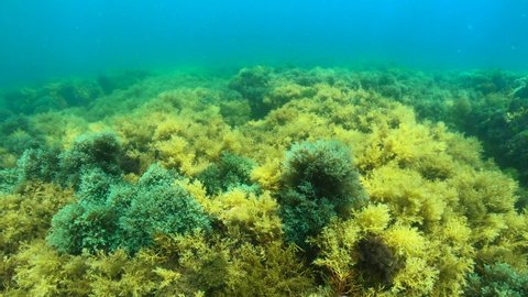 Underwater algae seaweeds (Cystoseira) on the ocean floor in the Atlantic ocean, Spain, Galicia, Pontevedra
