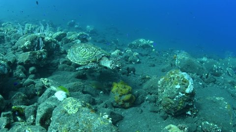 Hawksbill sea turtle is swimming in coral reefs. Underwater world of Bali, Indonesia.	