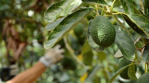 Avocado hass fruit hanging at tree in harvest in a plantation